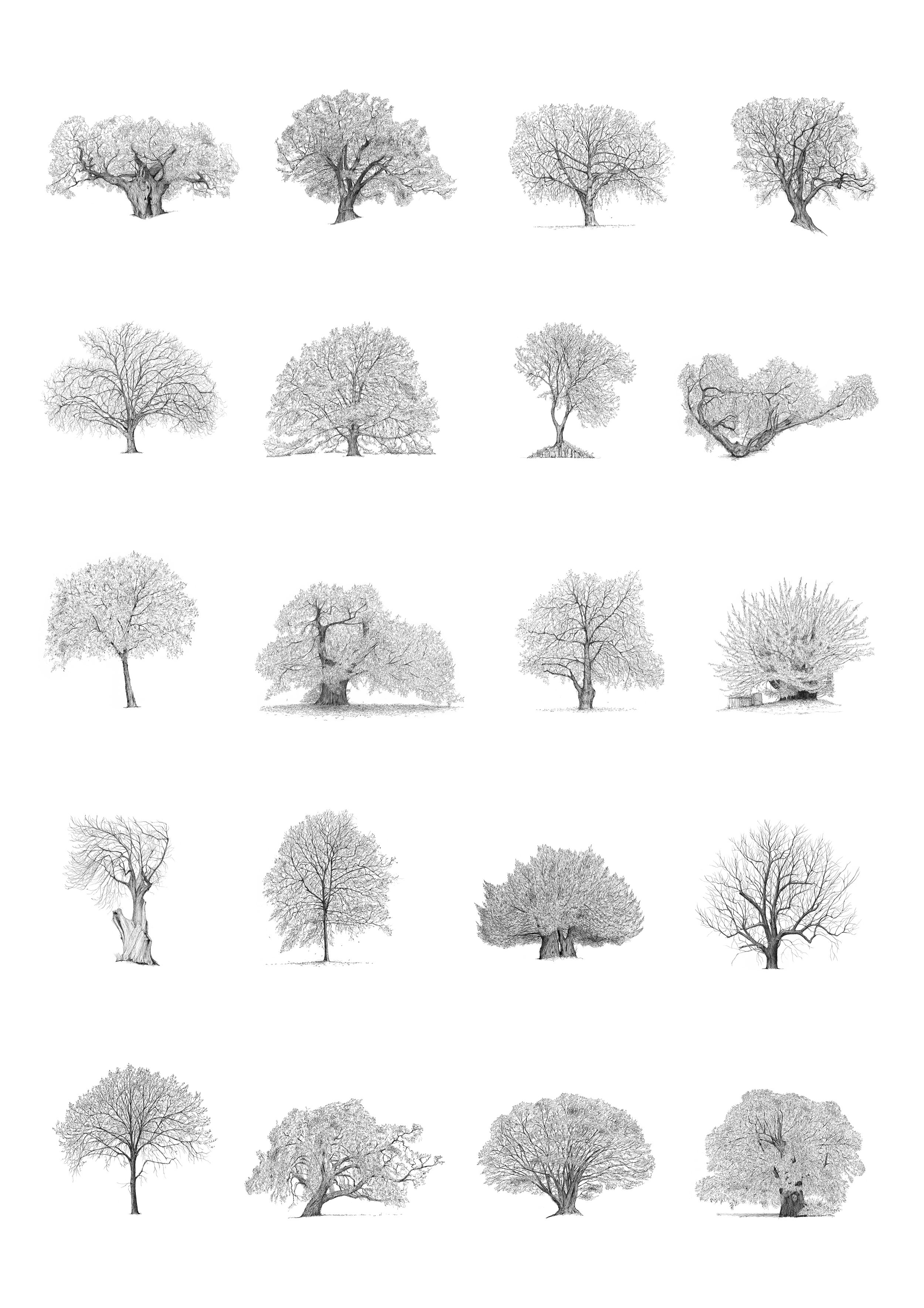 Great Trees of London